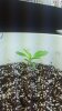 OG Kush, Day 20.1.jpg