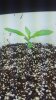 OG Kush, Day 20.2.jpg