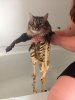 wet_cat_26.jpg