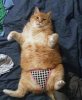 catPanties.jpg