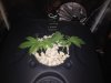 Atlantis-Day21-Pic1 (Topping).JPG