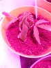 IMG_20170110_152433.jpg