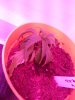 IMG_20170110_152442.jpg