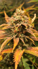 motas strawberry og.PNG
