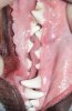 Healthy_dog_mouth.jpg