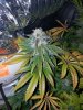 chem dd x stardawg.jpg