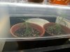 grow journal 314.jpg