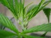 plant1sex.jpg