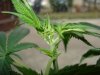 plant2sex.jpg
