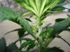 plant3sex.jpg