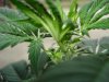 plant4sex.jpg