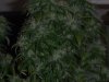 100_0692.jpg