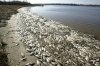 07deadfish.jpg 07deadfish.jpg