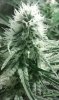 psicotropic cultivo interior biohazard seeds por el cultivar.jpg