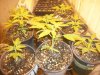 100_2376.JPG