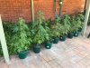 all_plants.JPG