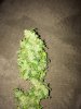 IMG_1085.JPG