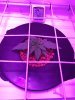 IMG-20170127-WA0000.jpg
