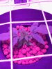 IMG-20170130-WA0001.jpg