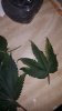20170203_123148.jpg