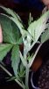 20170204_053357.jpg 20170204_053357.jpg