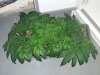 20170205_141833.jpg