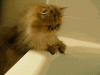 42bf082ebf22c96af8b4095c44d2c285.gif