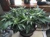 flowering.JPG