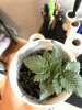 IMG_0522.JPG IMG_0522.JPG