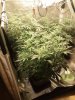 70cmfromsoil.jpg