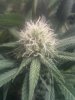 bud5.jpg