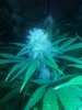 bud4.jpg