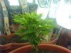 bushy1.jpg