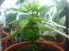 PLANT3FIM.jpg