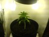 PLANT5LST.jpg