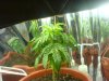 PLANT4FIM.jpg
