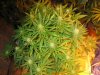 exmo'plant 8 wks veg 27daysflower.JPG
