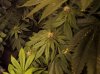 dark buds.jpg dark buds.jpg