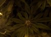 100_1683.jpg