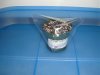 seed.mar.05 001.jpg