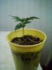 purple romulin started feb 11th from seed.JPG