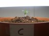 Plant C.JPG