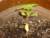 weed 37.jpg