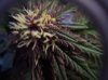 purple bud.jpg