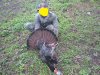 Spring Turkey 2007.jpg