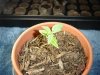 Bag Plant.jpg Bag Plant.jpg