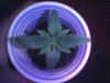 Plant3week.jpg