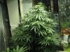 tree.jpg tree.jpg