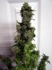 bugscreen-albums-first-grow-picture43846-m2-finish.jpg
