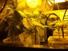 plants 3-12.jpg